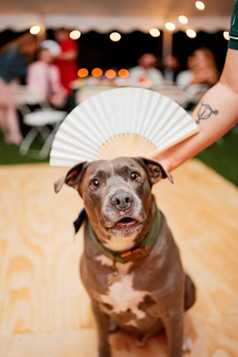 Cinematic wedding portrait preview